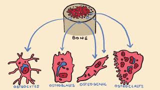 Bone Formation amp Endochondral Ossification [upl. by Kielty16]