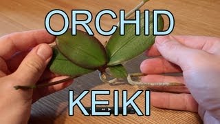 Repotting an Orchid Keiki  Phalaenopsis Orchid Keiki [upl. by Nwotna]