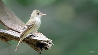 Acadian Flycatcher [upl. by Cecilio]