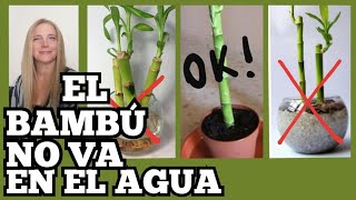 🎋el BAMBU NO va en AGUA CUIDADOS del BAMBU de la SUERTE VeronicaCampaniniPlantas [upl. by Nutter647]