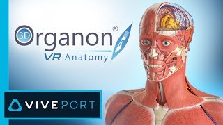 3D Organon VR Anatomy  Medis Media [upl. by Ellecrad]