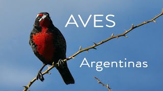 Aves Argentinas [upl. by Bal]