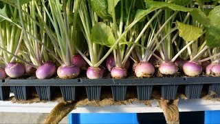 Hydroponics  at Home and for Beginners [upl. by Sidoeht]