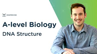 DNA Structure  Alevel Biology  OCR AQA Edexcel [upl. by Seel]