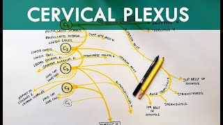 Cervical Plexus  Anatomy Tutorial [upl. by Yrahk]