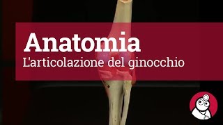 Anatomia Larticolazione del ginocchio [upl. by Ahsotan809]