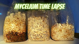 Mycelium Time Lapse [upl. by Rowe509]