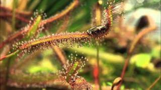 Drosera capensis quotRedquot in Action [upl. by Payson792]