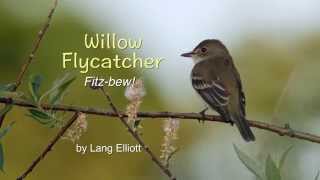 Willow Flycatcher – Fitzbew [upl. by Merc]