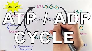 Mechanism of ATPADP Cycle [upl. by Gibbons431]