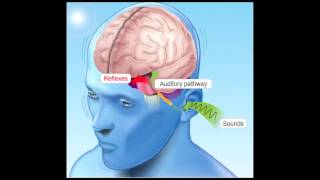 How Hearing Works [upl. by Alasdair]