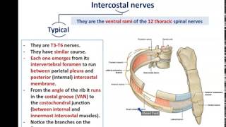 Intercostal Nerves and Vessels  Dr Ahmed farid [upl. by Corsiglia]