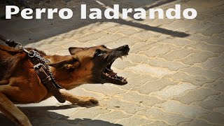 SONIDO DE PERRO GRUÑENDO Y LADRANDO  Efecto de sonido [upl. by Zuckerman814]