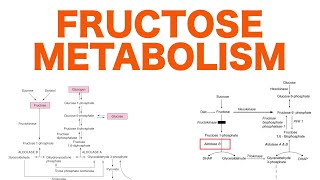 Fructose Metabolism [upl. by Alolomo201]