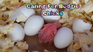 How To Prepare  Care For Budgie Chicks [upl. by Sehcaep]