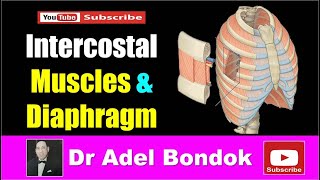 Intercostal Muscles and Diaphragm Dr Adel Bondok [upl. by Salman]