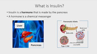 The Basics of Insulin [upl. by Melisandra]