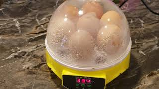 Mini intelligent 7 egg incubator [upl. by Kerrill300]