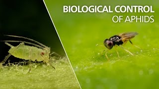 Biological control of aphids  Aphelinus abdominalis [upl. by Arihsaj]