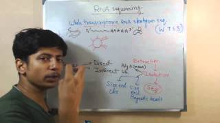 RNA sequencing [upl. by Atirehgram]