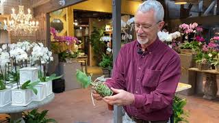 How to Repot Your Phalaenopsis Orchids with Steve Hampson [upl. by Enelhtak]