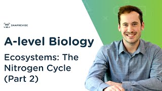 Ecosystems The Nitrogen Cycle  Alevel Biology  OCR AQA Edexcel [upl. by Aholah175]