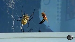 Wasp Vs Spider  Outrageous Acts of Science [upl. by Tareyn]