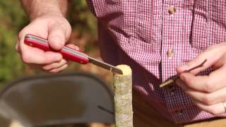 Grafting Trees  How to Graft a Tree [upl. by Eimaral]