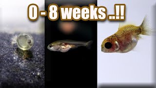 Ep 7 Baby GOLDFISH GROWTH  from eggs  8 weeks [upl. by Lyj]