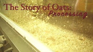 Story of Oats Processing [upl. by Colis]