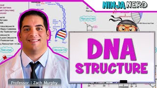 Cell Biology  DNA Structure amp Organization 🧬 [upl. by Hillary]