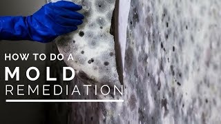 How To Do a Mold Remediation In Your Home [upl. by Stiruc756]