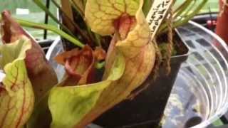 Sarracenia Purpurea care [upl. by Adah]