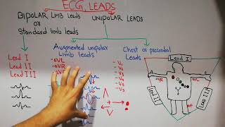 CVS physiology 23 ECG leads bipolar and unipolar leads [upl. by Ring508]