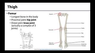 Lower Limb  Bones amp Joints [upl. by Main]