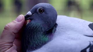 Belgian racing pigeon attracts bids worth 15 million [upl. by Ky]