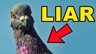 Birds Arent Real  The Documentary Part 1 [upl. by Tracee]