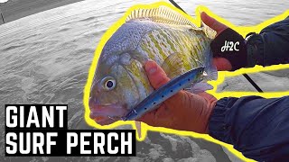 Giant Barred Surf Perch On A New Lure [upl. by Acsehcnarf]