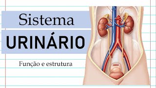 1 Sistema Urinário  Função e Estrutura [upl. by Einaffyt611]