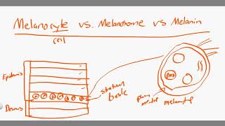 melanocyte vs melanosome vs melanin [upl. by Nnyltak]