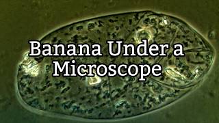 Banana Under a Microscope  Plant Cell Structure [upl. by Lamahj680]