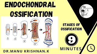 Endochondral ossificationCartilagenous ossification  simplified version [upl. by Aihtnic]