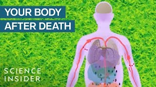 What Happens To Your Body After You Die [upl. by Shantha494]