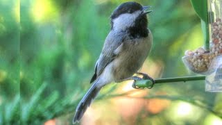 Black Capped Chickadee Call and Song [upl. by Zimmerman598]