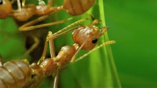 5 Reasons Ants Are Amazing  BBC Earth [upl. by Illoh]