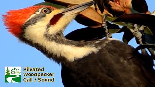 Pileated woodpecker call  sound [upl. by Karrie357]