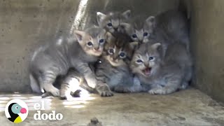 Gatitos son rescatados de una alcantarilla  El Dodo [upl. by Noramac]