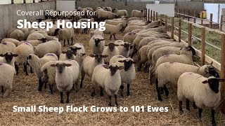 Sheep Housing for Expanding Flock Size [upl. by Hanaj]