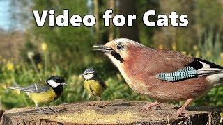 Videos for Cats to Watch  Forest Birds  Vögel  Oiseaux  Vogels  Fåglar  Aves [upl. by Adilen857]