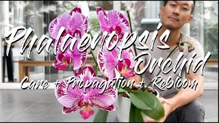 Phalaenopsis Orchid care propagation and rebloom [upl. by Garzon]